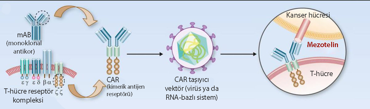 mezotelin hedefli car t hücre tedavisi rna bazlı