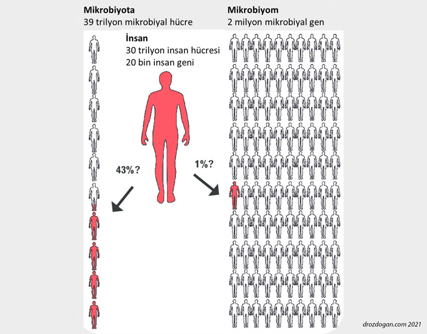 mikrobiyota ve mikrobiyom nedir farkları nelerdir