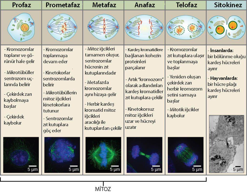 mitoz bölünmenin aşamaları profaz prometafaz metafaz anafaz telofaz sitokinez