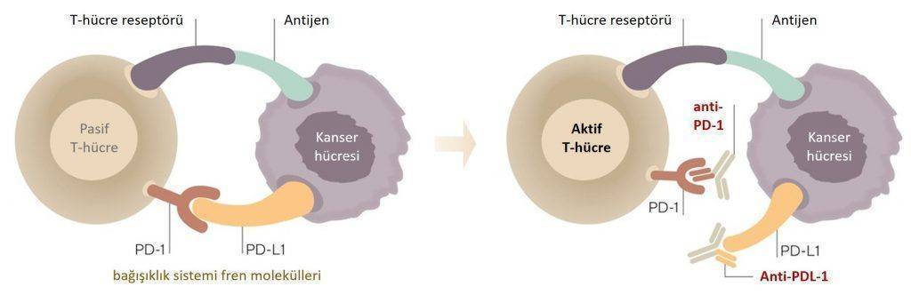 mmr defektif kolorektal kanserlerde immün kontrol noktası inhibitörleri etki mekanizması 1024x3
