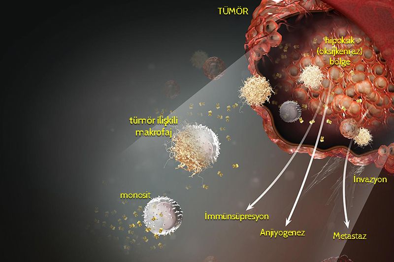 monosit tumor iliskili makrofaj kanseri desteklemek mekanizma