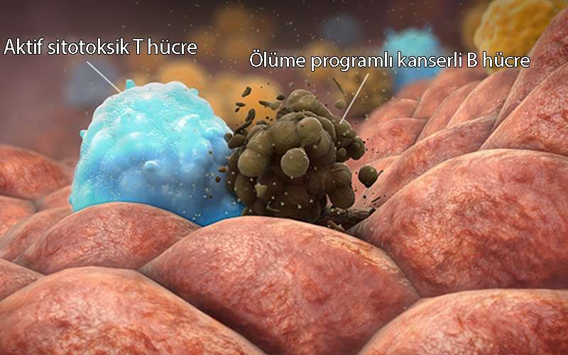 mosunetuzumab bisifesifik antikor tedavisi etki mekanizması 2
