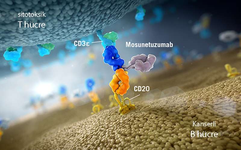 mosunetuzumab bisipesifik antikor etki emkanizması