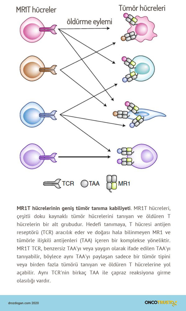 mr1t hucrelerinin genis tumor tanima kabiliyeti