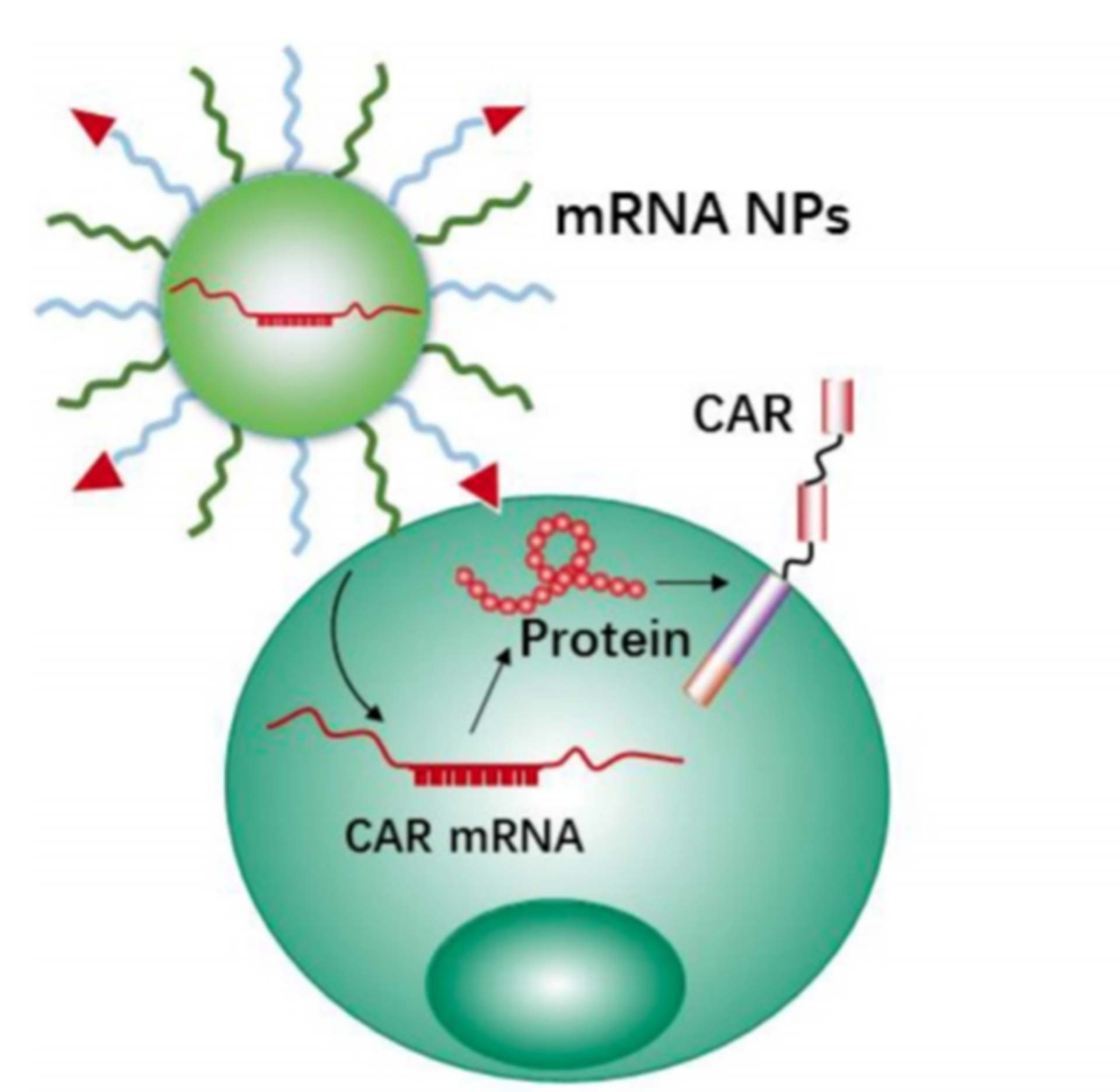 mRNA hedeflendirme