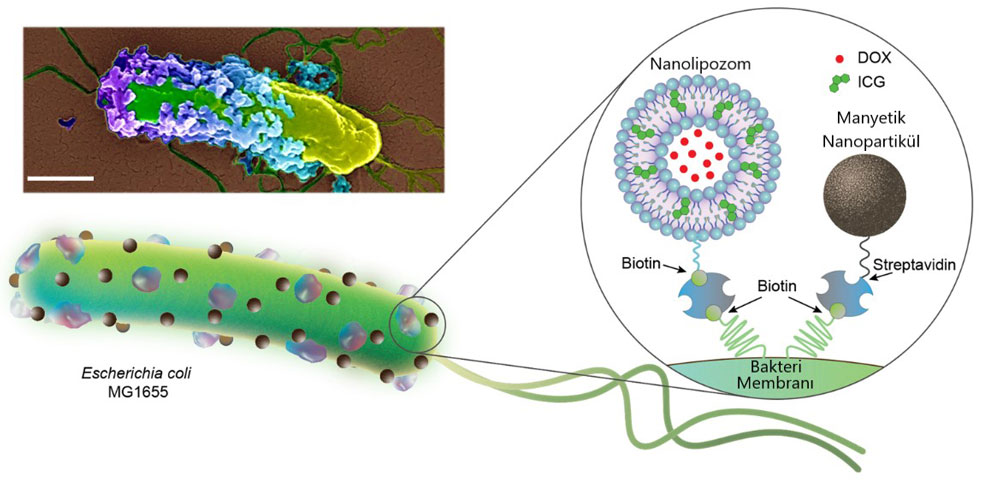 Nanolipozomlar 200 nm ve manyetik nanopartiküller 100 nm taşıyan bakteriyel biyohibritler
