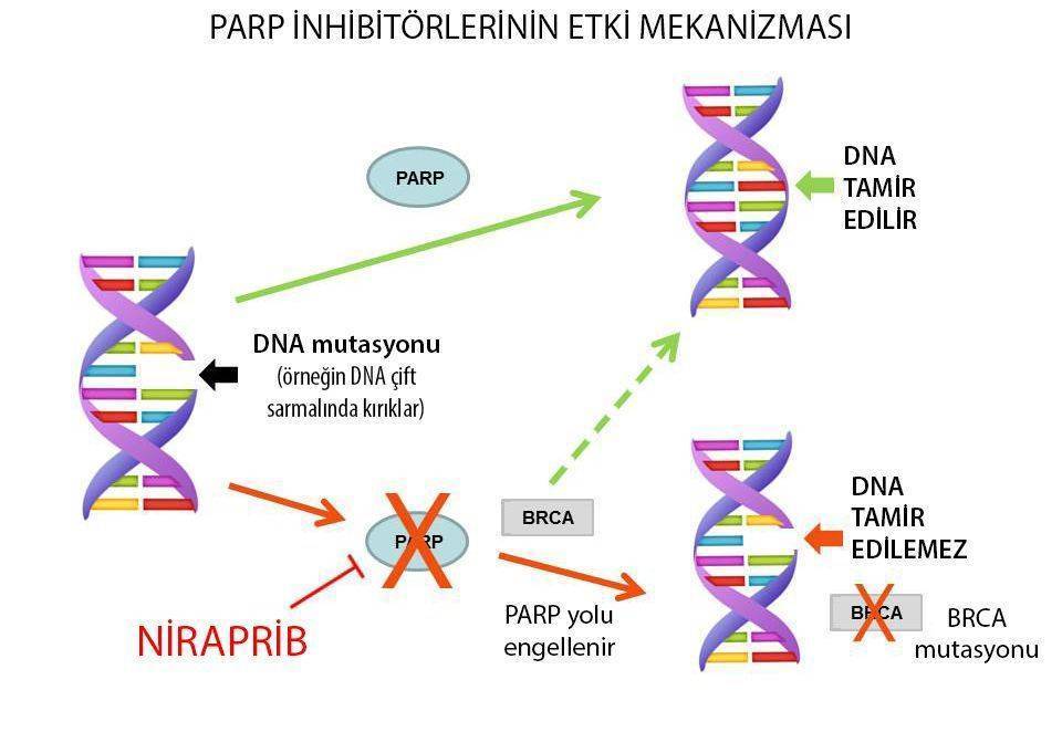 niraparib jeluza etki mekanizmasi over kanseri tedavisi brca mutasyonu parp inhibitoru