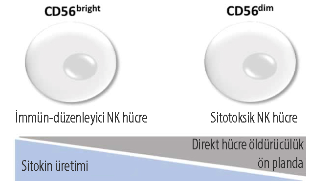 nk hücre çeşitleri cd56bright ve cd56 dim