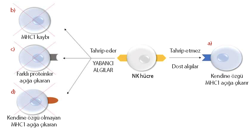 nk hücreler yabancı hasarlı veya kanser hücrelerini nasıl öldürüyor mhc 1