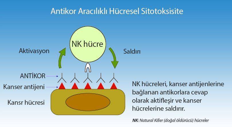 nk hücrelerin kanseri hücresini öldürmesi antikor aracılıklı hücresel sitotoksisite