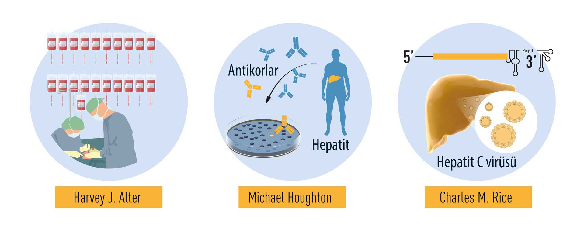 Nobel Tıp Ödülü 2020 Hepatit C keşfi harvey alter michael houghton charles rice ne buldu