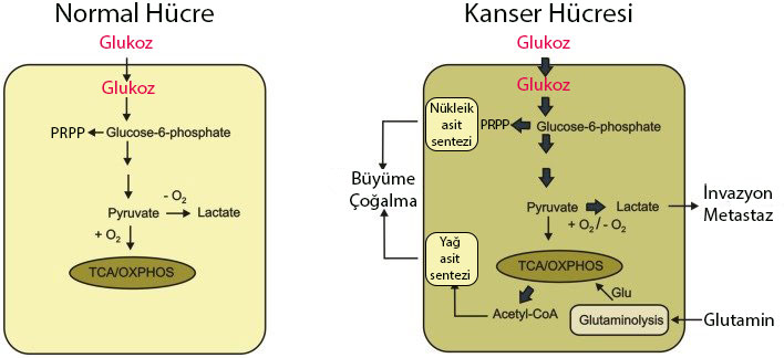 normal ve kanser hücresi arasındaki enerji glukoz metabolizması farklılıkları krebs dongusu
