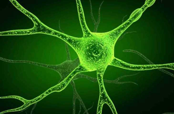 Nöron Doktrini 1891 – Vücudumuzdaki Sinyal Ağı