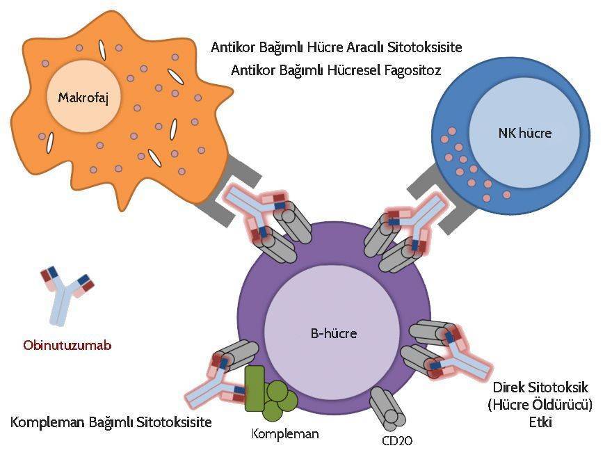 obinutuzumab gazyva etki mekanizması lenfoma lösemi tedavisi