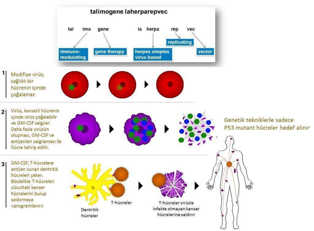 onkolitik virüs malign melanom aşısı talimogene laherparepvec imlygic 1024x754