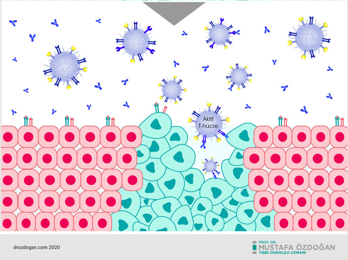 opdivo nivolumab etki mekanizmasi nasildir  (3)