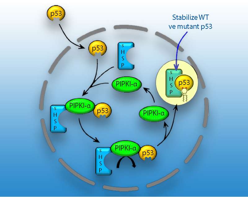 p53 stabilitesinin PIPKI alfa prostoglandinler ve HSP ler ile nasıl regüle edildiğinin şematik 