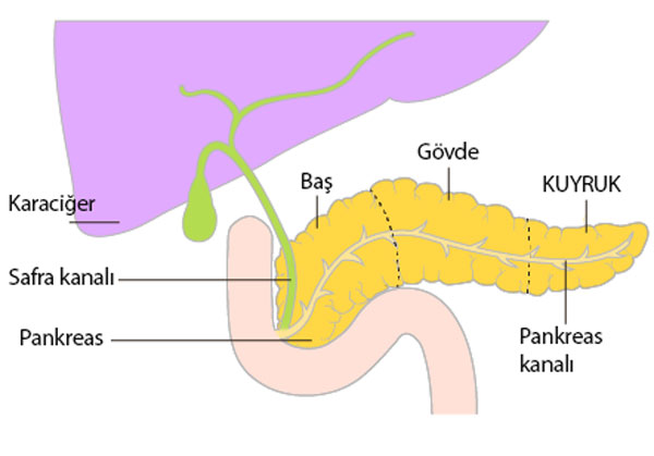 pankreasın anatomisi pankreas kuyruğu ne demektir