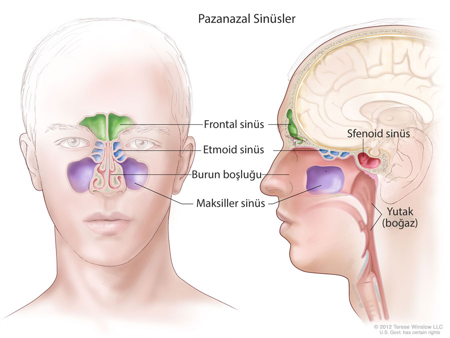 paranazal sinüsler nelerdir sinüs tümörleri anatomi