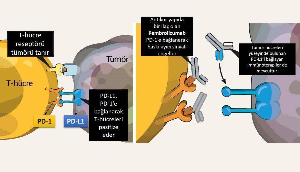 pembrolizumab_keyturda_immunoterapi_4_evre_akciger_kanseri_birinci_tedavisinde_fda_onay_aldi 1024x5