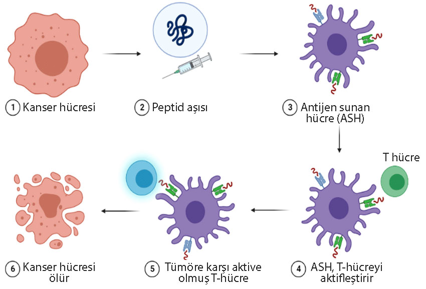 peptit bazlı tedavi edici kanser aşısı etki mekanizması
