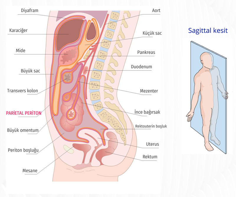 periton karin zari sagittal kesit