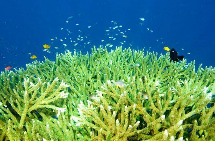 Plankton nedir? Bitkisel plankton sağlığa yararlı mıdır? Kanser tedavisinde yeri var mı?