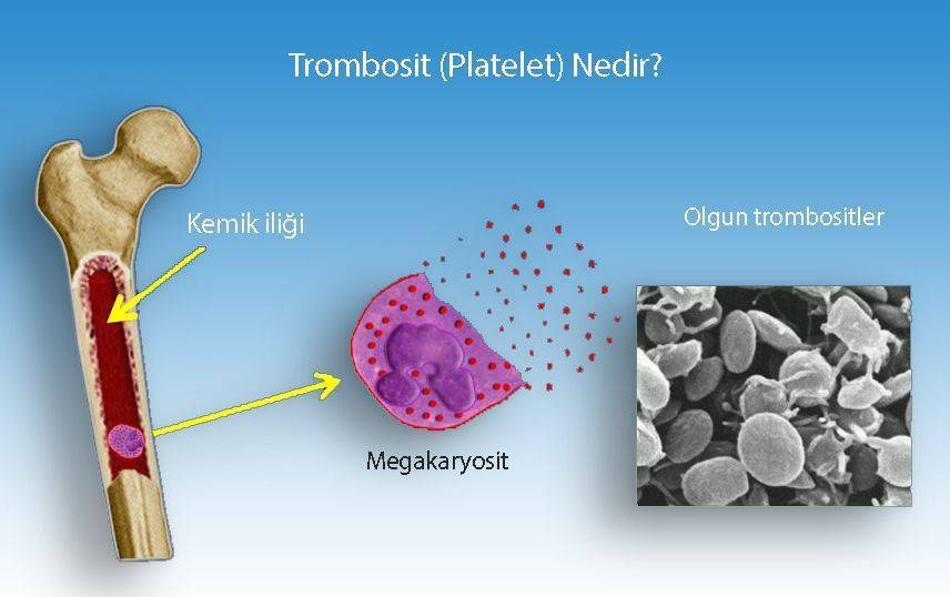 platelet trombosit megakaryosit kan pulcuğu nedir
