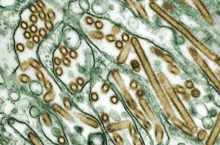 Probiyotiklerin keşfi ve sağlıktaki yeri – Yalan mı gerçek mi?