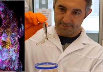 Prof. Ali Ertürk'ün Şeffaf Fare Tekniği, Kanser İlaç Testleri için Bir Devrim