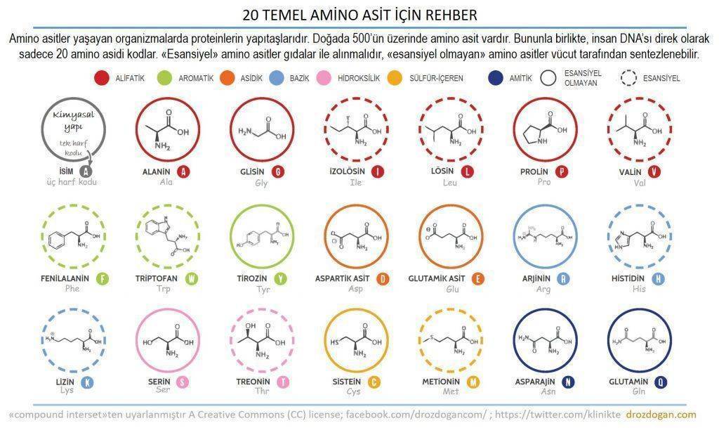 proteinlerin yapıtaşları amino asitler esansiyel ve esansiyel olmayanlar infografik