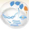 RNA Düzenlemesi Yükselişte – CRISPR Gen Düzenlemesinin Sınırlamalarını Aşabilir mi?