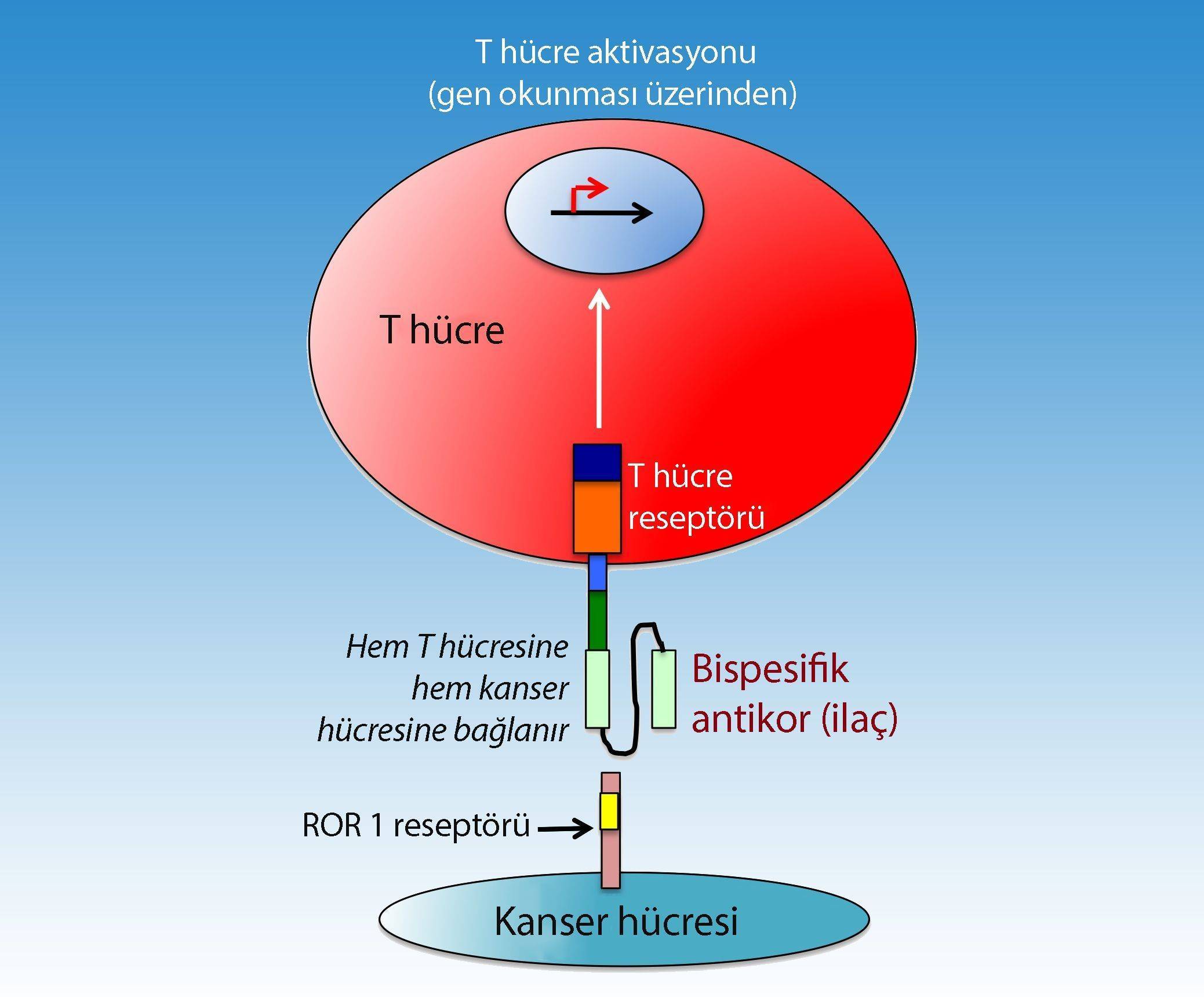 ror1 reseptörü bisipesifik antikor tedavisi ile kanser immünoterapisi