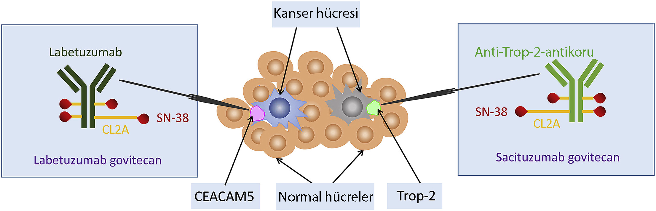 sacituzumab govitecan etki mekanizması nasıldır