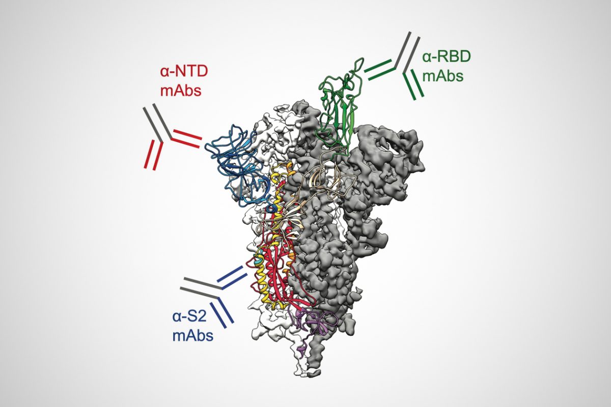 sars cov 2 spike diken proteini moleküler yapısına karşı antikorlar