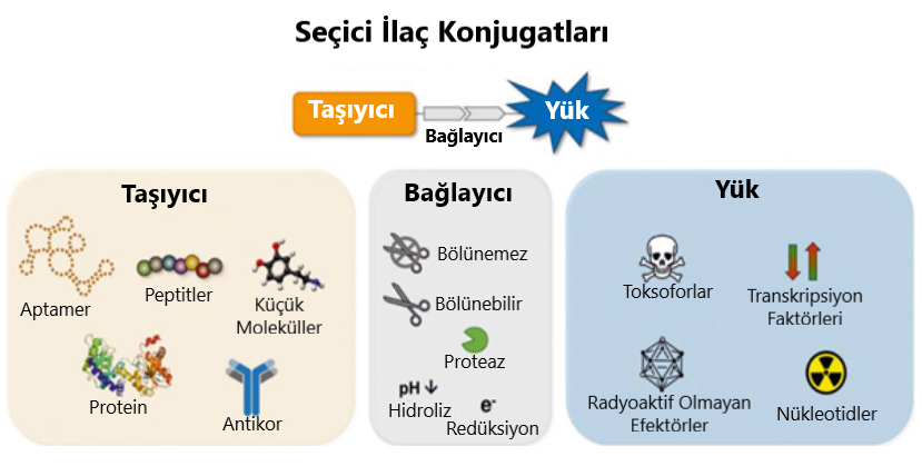 secici ilac konjugatlari