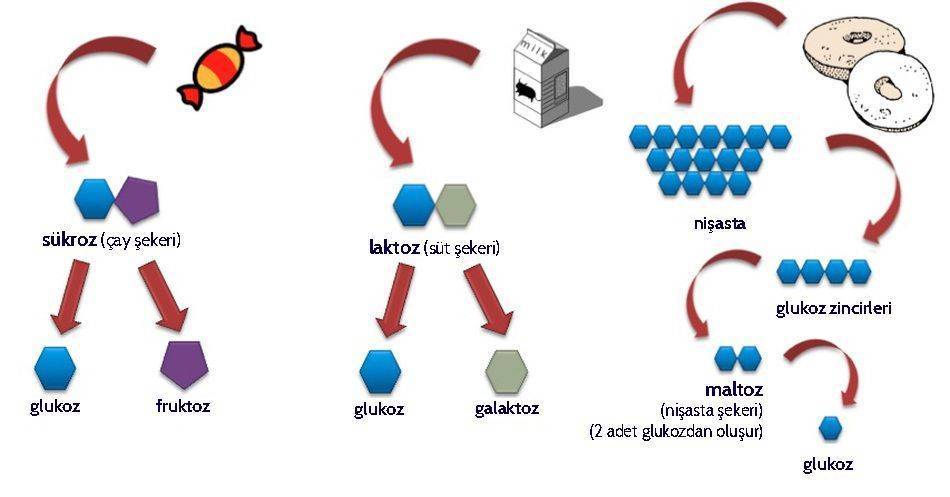 şeker karbonhidrat glukoz fruktoz maltoz laktoz nişasta polisakkaridler ve disakkaridler