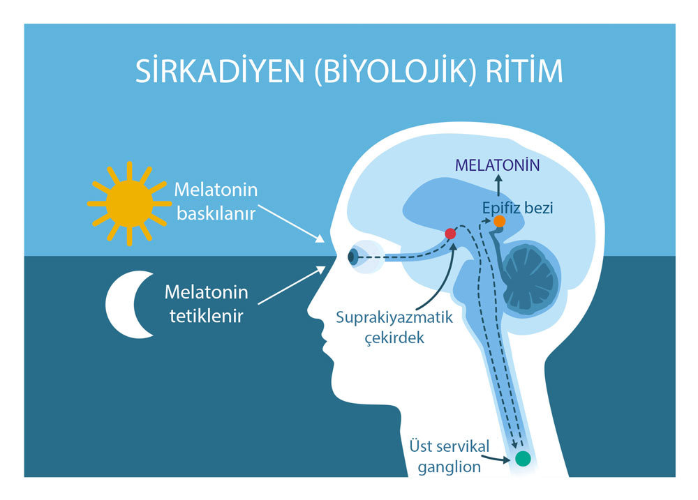 sirkadiyen ritim melatonin uyku düzenleyici hormon üretimi nasıldır