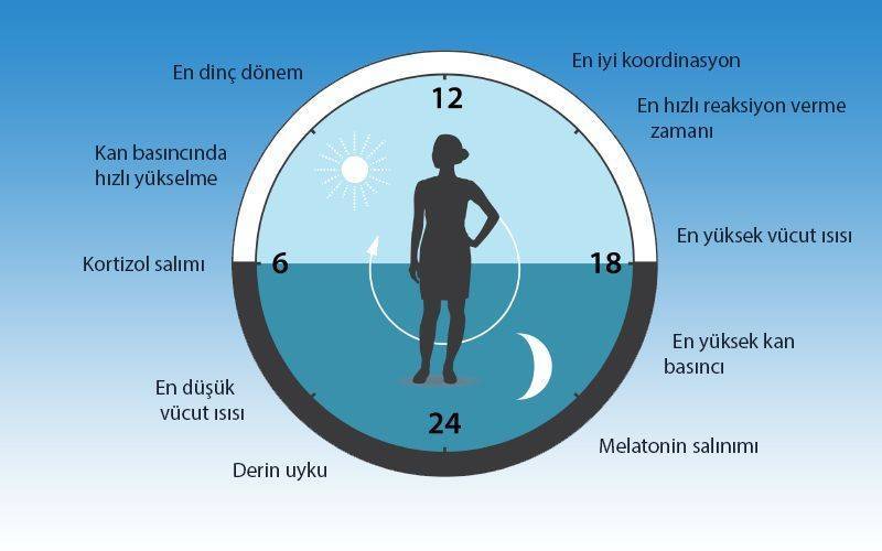 sirkadiyen saat fizyolojimizi birçok yönden etkiler