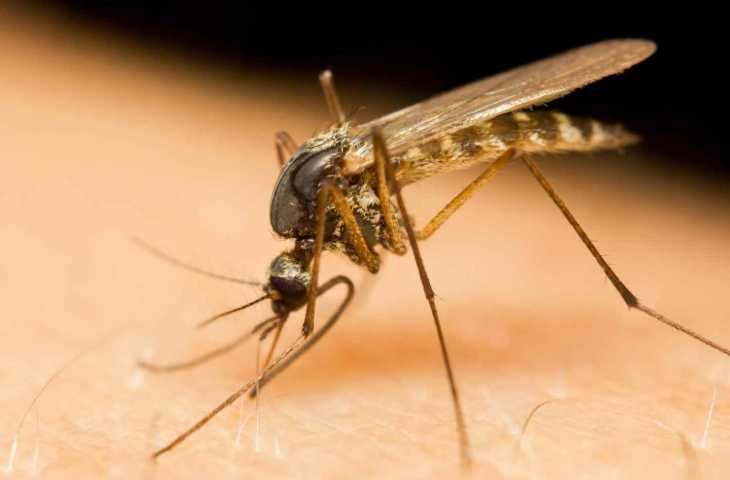 Sıtma 1897 – Sivrisineklerin Neden Olduğu Bir Hastalık