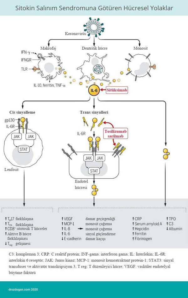 sitokin salinim sendromuna goturulen hucresel yolaklar