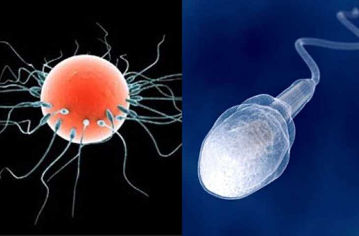 Sperm Keşfi 1678 – Parazit mi insan öncüsü mü?
