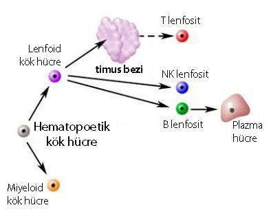 t lenfosit hücre farklılaşması