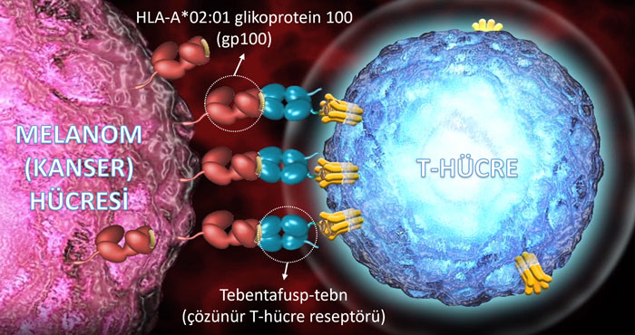 tebentafusp kimmtrak etki mekanizması nasıldır uveal melanom tedavisi