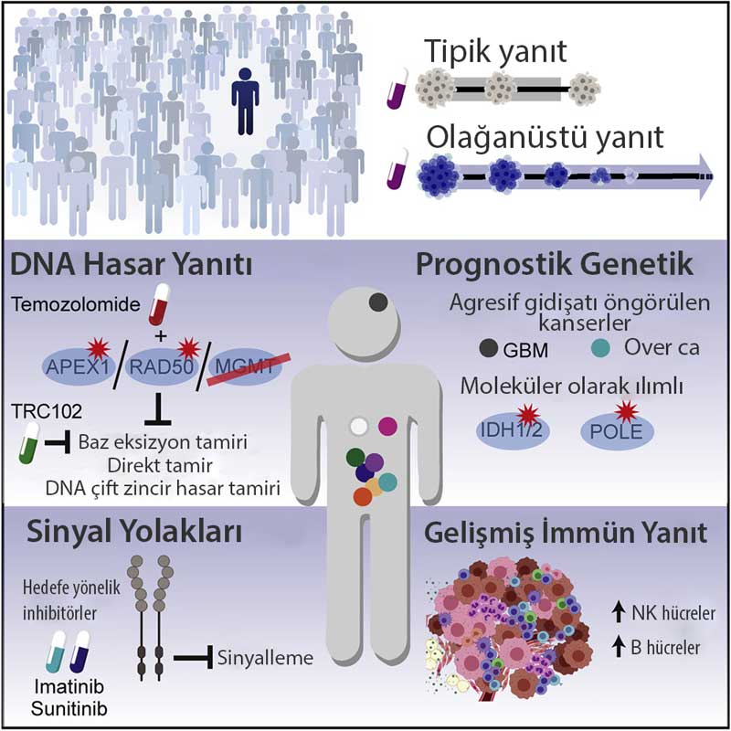 Tedaviye olağanüstü yanıtlar yeren kanserlerin moleküler özellikleri cancer cell grafik özet