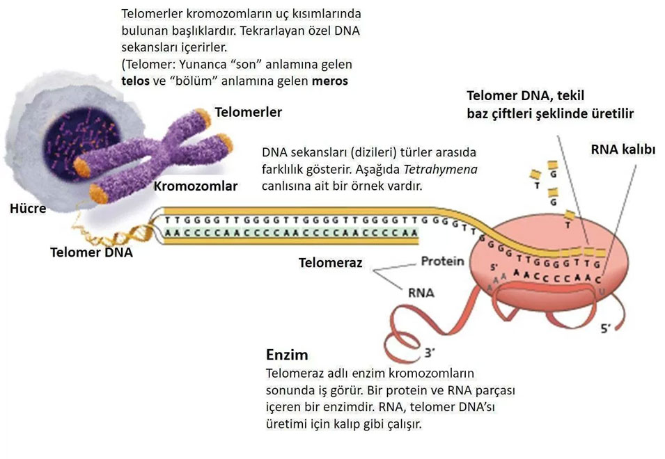telomer nedir telomeraz enzimi etki mekanizmasi nasıldır