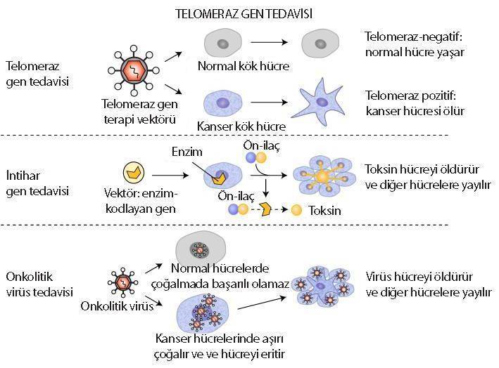telomeraz gen tedavileri intihar terapisi onkolitik virüs terapisi