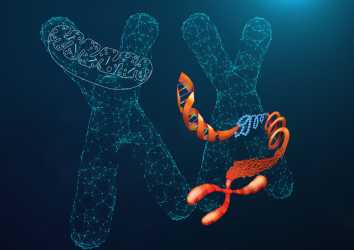 Telomerlerin Mitokondri ile Haberleşmesinin Keşfi – Kanser Tedavisi için Yeni Bir Açılım