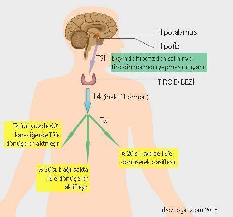 tirod bezi nasıl çalışır t3 t4 hormonları fonksiyonu