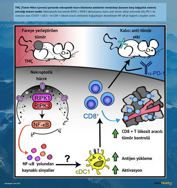 tmç icerisinde nekroptotik hucre olumunun antitumor immuniteyi arttırdıgı oneren model